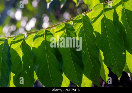 Fleur d'ylang-ylang, Kenanga, feuilles de Cananga odorata, photo de contre-jour. Banque D'Images