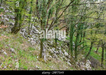 Belle forêt ancienne commune (Carpinus betulus) au printemps avec les troncs couverts de lierre commune (Hedera Helix) Banque D'Images