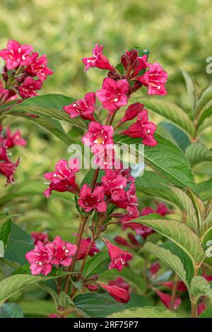 Weigelie (Weigela 'Bristol Ruby') Banque D'Images