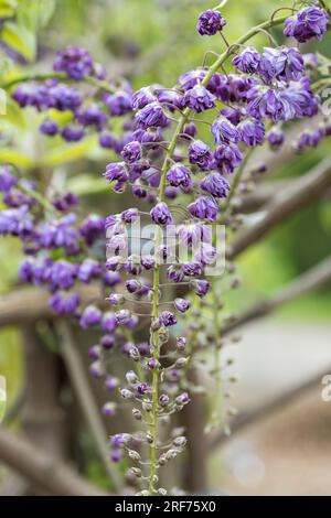 Japanischer Blauregen (Wisteria floribunda 'violacea Plena') Banque D'Images