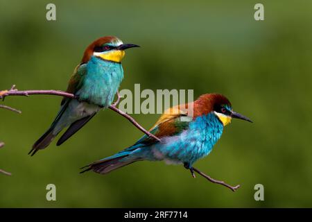 Zwei Bienenfresser auf Sitzwarte (Merops apiaster) Banque D'Images