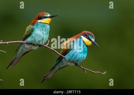 Zwei Bienenfresser auf Sitzwarte (Merops apiaster) Banque D'Images
