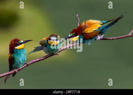 Drei Bienenfresser auf Sitzwarte (Merops apiaster) Banque D'Images