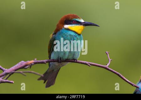 Bienenfresser auf Sitzwarte (Merops apiaster) Banque D'Images
