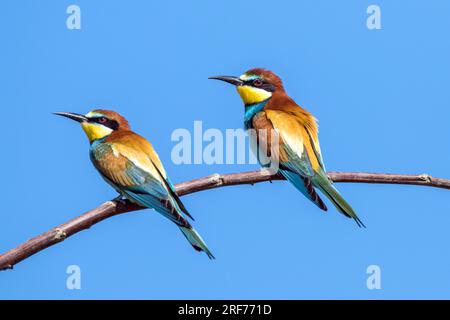 Zwei Bienenfresser auf Sitzwarte (Merops apiaster) Banque D'Images