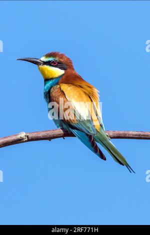 Zwei Bienenfresser auf Sitzwarte (Merops apiaster) Banque D'Images