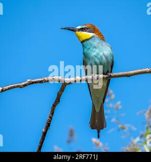 Bienenfresser auf Sitzwarte (Merops apiaster) Banque D'Images