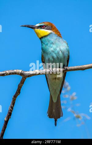 Bienenfresser auf Sitzwarte (Merops apiaster) Banque D'Images