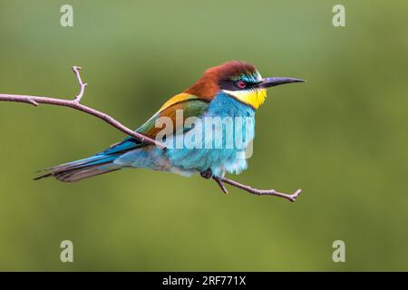 Bienenfresser auf Sitzwarte (Merops apiaster) Banque D'Images