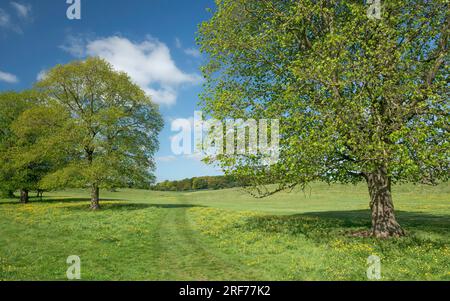 Le parc public Westwood et le parcours de golf avec des arbres et des buttercups sauvages sur une prairie verdoyante luxuriante par un beau matin de printemps à Beverley. Banque D'Images