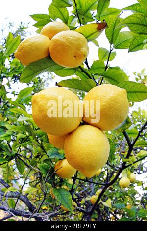 Zitrone (Citrus limon), reife Fruechte am Baum, Spanien, Mallorca | citron (Citrus limon), fruits mûrs à l'arbre, Espagne, Majorque Banque D'Images