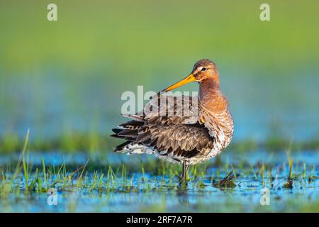 Uferschnepfe, à Feuchtwiese (Limosa limosa), Banque D'Images