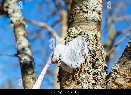 Personne appliquer la pâte de guérison sur le pommier coupé pour prévenir la sécheresse et la maladie. Crème pour élaguer les coupes, les greffes et les plaies sur les arbres. Concept de protection des plantes. Banque D'Images