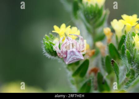 Gehöckerte Krabbenspinne, Gehörnte Krabbenspinne, Krabbenspinne lauert auf Blüte auf Beute, Weibchen, Thomisus onustus, araignée de crabe, crabes de fleur Banque D'Images