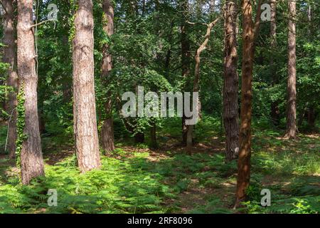 Bournemouth, Royaume-Uni - 18 juillet 2023 : la lumière du soleil frappe un arbre dans un bois sans nom. Banque D'Images