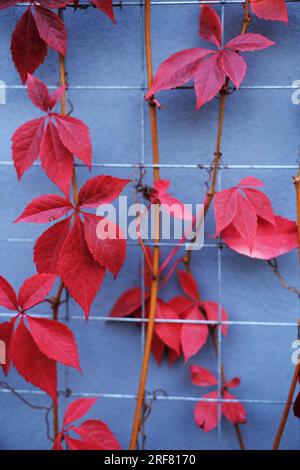 feuilles rouges de raisins décoratifs sur une chute de mur. Photo verticale Banque D'Images