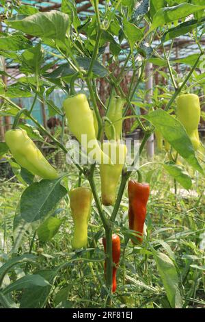 Le poivre de banane est un membre de taille moyenne de la famille du piment qui a un goût doux et acidulé Banque D'Images