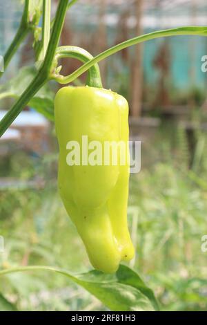 Le poivre de banane est un membre de taille moyenne de la famille du piment qui a un goût doux et acidulé Banque D'Images