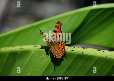 Papillon asiatique virgule Banque D'Images