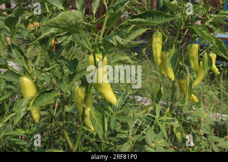 Le poivre de banane est un membre de taille moyenne de la famille du piment qui a un goût doux et acidulé Banque D'Images