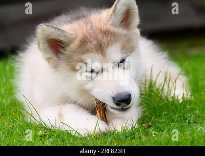 Chiot Malamute d'Alaska Banque D'Images