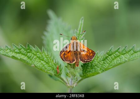 Le skipper d'Essex Thymelicus lineolus, petit papillon orange et brun perché sur les orties a le dessous noir aux pointes des antennes mites comme au repos Banque D'Images