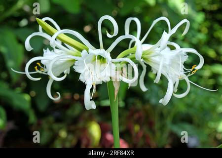 Lys araignée Hymenocallis 'Zwanenburg' en fleur. Banque D'Images