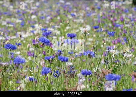 BachelorÕs bouton bleuet en fleur. Banque D'Images