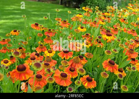 Orange Helenium 'Sahin's Early Flowerer' en fleur. Banque D'Images