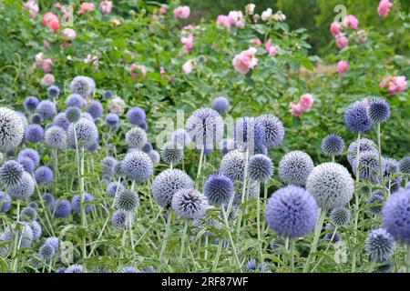 Echinops 'Taplow Blue' globe chardon en fleur Banque D'Images