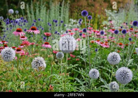 Echinops 'Taplow Blue' globe chardon en fleur Banque D'Images