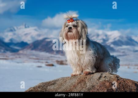 Chien Shih tzu avec arc assis sur fond de montagnes en hiver Banque D'Images