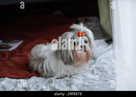 Chien Shih tzu avec arc couché sur le lit Banque D'Images