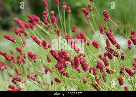 Red Great Burnet en fleur. Banque D'Images