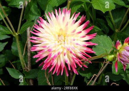 Cactus Dahlia 'Tahiti Sunrise' en fleur. Banque D'Images