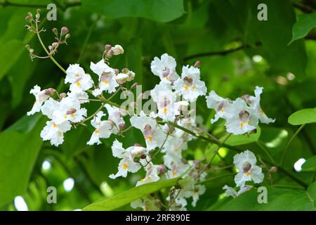 Cigartree, ou arbre de haricot indien, en fleur. Banque D'Images