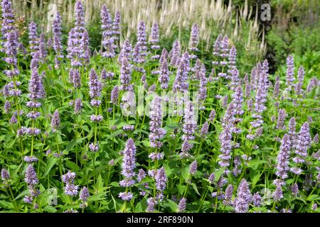 Violet anis Hyssop en fleur. Banque D'Images