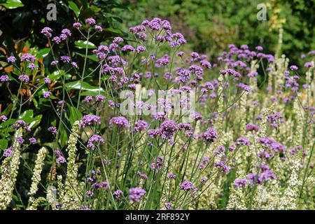 Haut violet Vervain en fleur. Banque D'Images