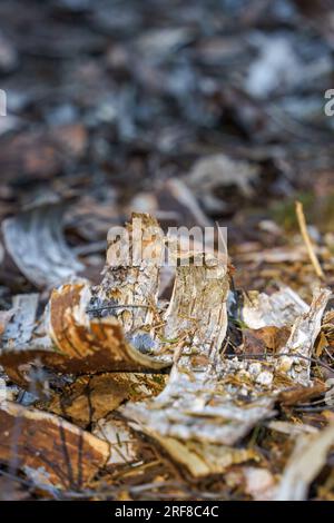 Écorce de bouleau sur un sol forestier en Finlande Banque D'Images