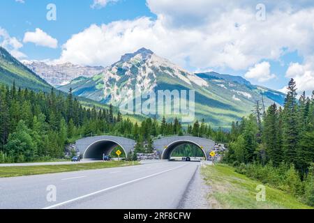 Des passages supérieurs ont été construits sur la route dans le parc national Banff afin de permettre à la faune de traverser la route en toute sécurité et de réduire le nombre de collisions inv Banque D'Images