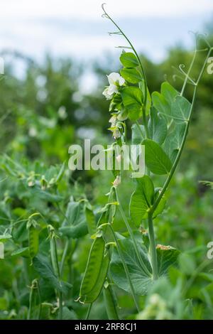 Bush de pois doux avec des gousses non mûres cultivées sur le potager Banque D'Images