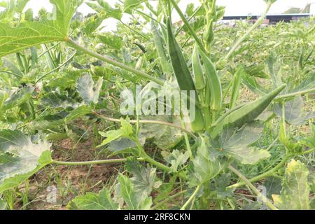 Okra également appelé doigt de dame sur l'arbre dans la ferme pour la récolte sont des cultures commerciales Banque D'Images