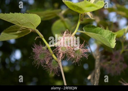 Arbre femelle Broussonetia papyrifera en fleurs Banque D'Images