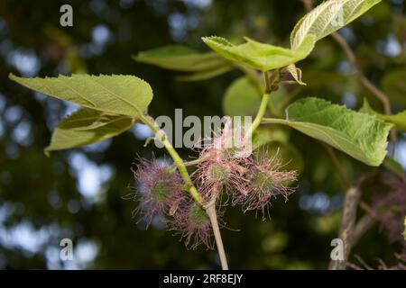 Arbre femelle Broussonetia papyrifera en fleurs Banque D'Images