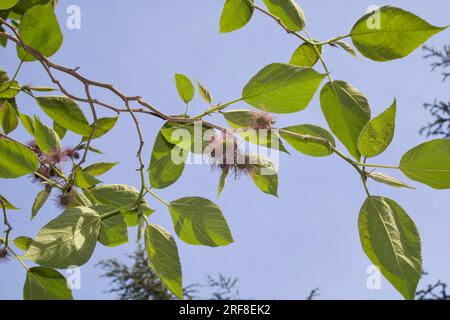 Arbre femelle Broussonetia papyrifera en fleurs Banque D'Images