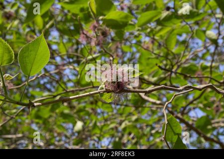 Arbre femelle Broussonetia papyrifera en fleurs Banque D'Images