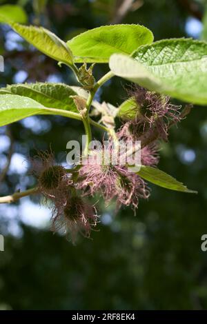 Arbre femelle Broussonetia papyrifera en fleurs Banque D'Images