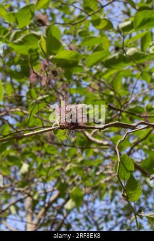 Arbre femelle Broussonetia papyrifera en fleurs Banque D'Images