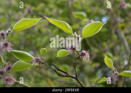 Arbre femelle Broussonetia papyrifera en fleurs Banque D'Images