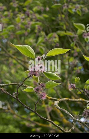 Arbre femelle Broussonetia papyrifera en fleurs Banque D'Images